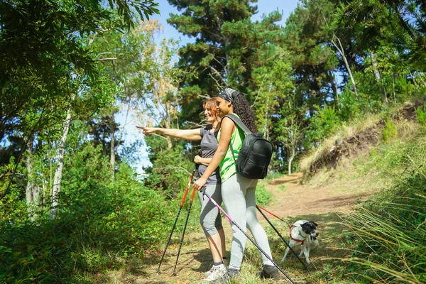 女儿和狗都指着远处的夏天山中的什么东西 人们的生活方式是以度假为目的的 暑期野餐 野营及远足 — 图库照片