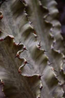 Jeu de courbes sur un cactus