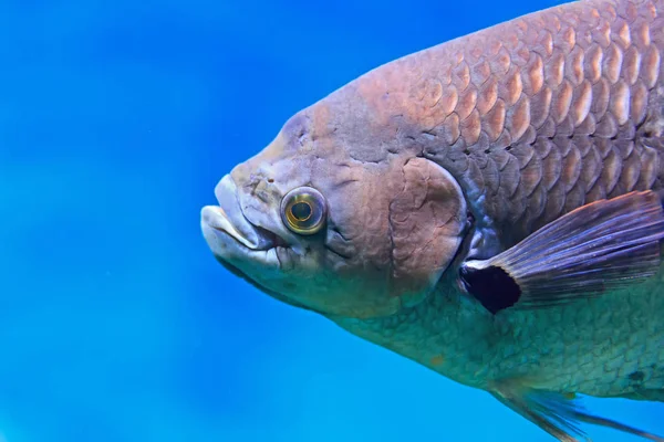 Cerrar cabeza carpa dorada en el agua . —  Fotos de Stock