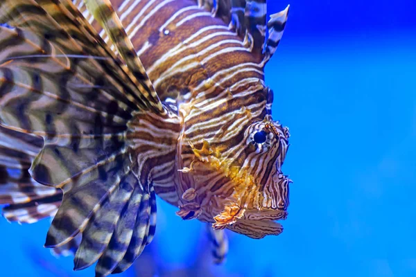 Closeup leeuw vis zwemmen onder water. — Stockfoto