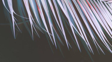 Hurma ağaçları, bitkiler, ağaçlar,