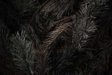 Siyah arkaplanda çam kozalağı