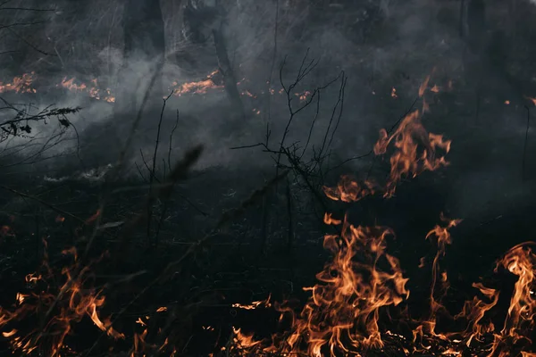 Égő Tűz Erdőben — Stock Fotó