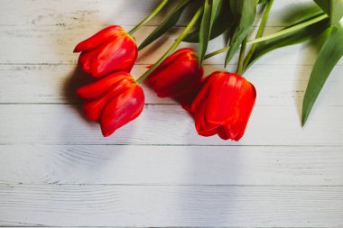 Beyaz ahşap arka planda kırmızı laleler, kırmızı çiçekler.