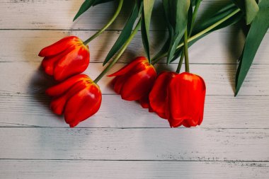 Beyaz ahşap arka planda kırmızı laleler, kırmızı çiçekler.