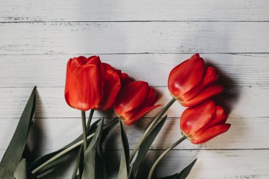 Beyaz ahşap arka planda kırmızı laleler, kırmızı çiçekler.