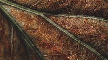 Bitki makro fotoğrafçılığından yaprak, yaprak dokusu