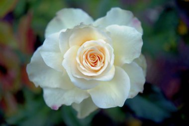 Açık bir günde narin beyaz-pembe bir gül