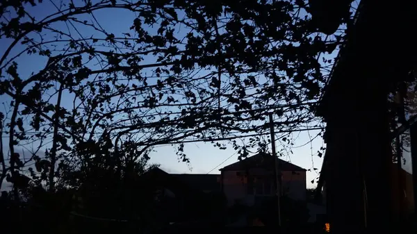 O céu noturno é visível através das silhuetas das folhas de uva — Fotografia de Stock