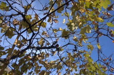 Asma yaprakları yakında dökülecek.