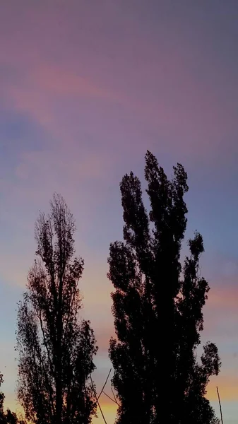Two silhouettes of trees against the background of dawn — 스톡 사진