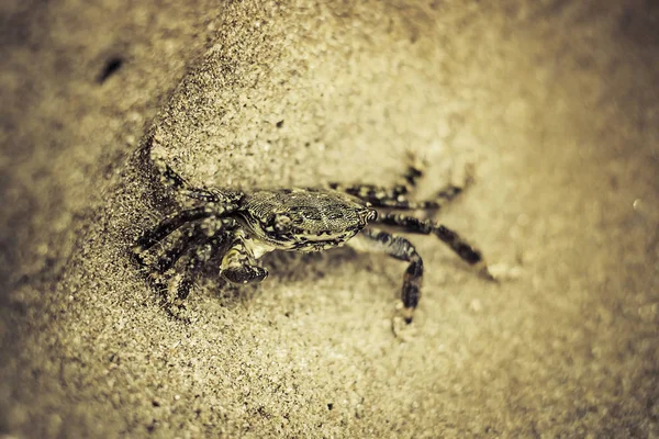 Close Crab Found Sand Beach — Stock Photo, Image