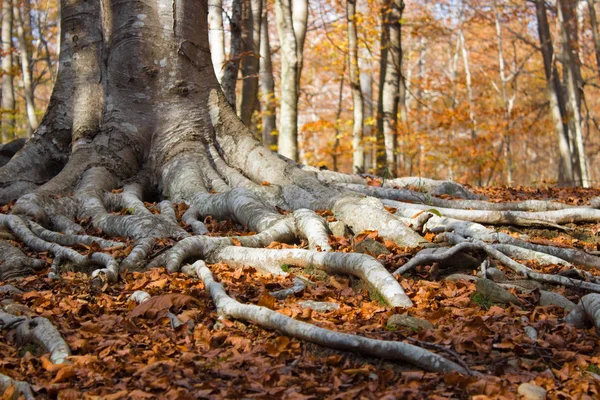 Tree roots in a forest in autumn at sunset