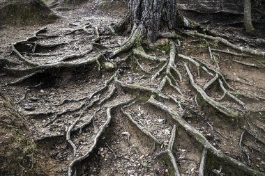 Gün batımında bir ormanda ağaç kökleri