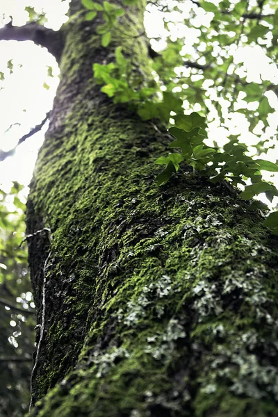 Green tree with vine climbing up its trunk