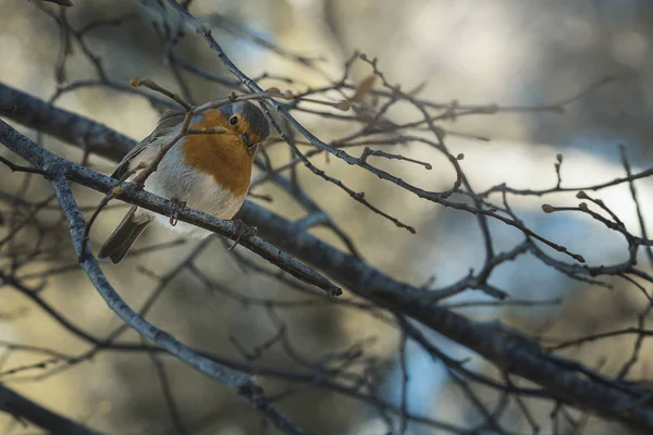 Petit Oiseau Coloré Dans Son Habitat Par Matin Hiver — Photo