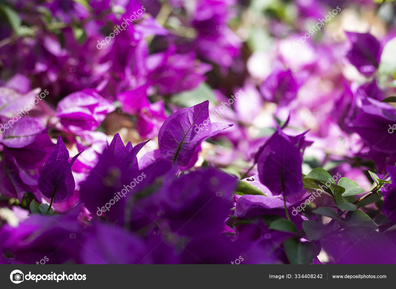 百合花盛开美丽开花结果的紫花百合花 图库照片 C Junotanit 百合花盛开美丽开花结果的紫花百合花 图库照片 C Junotanit