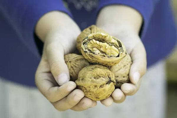 Cupped child hands holding several closed and one open walnuts