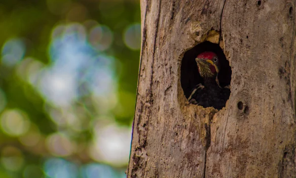 Picchio colorato al buco del nido — Foto Stock