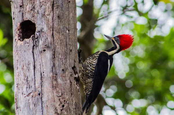 Woodpecker climbing the tree — Stock Photo, Image