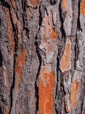 Belirli çam kabuğu