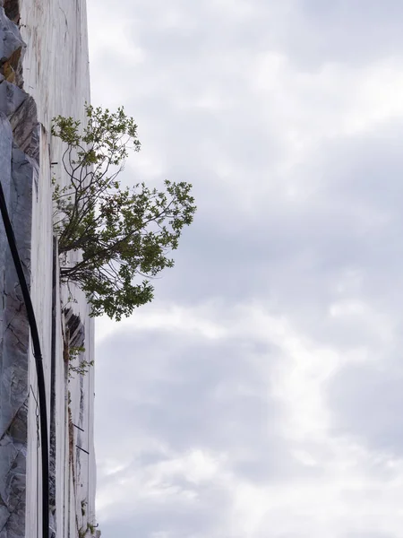 Nascido em uma fenda da montanha de mármore de planta — Fotografia de Stock