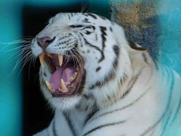 Chłodny Biały Tygrys Pozuje Zdjęciu Otworzył Usta Pokazuje Ostre Zęby — Zdjęcie stockowe