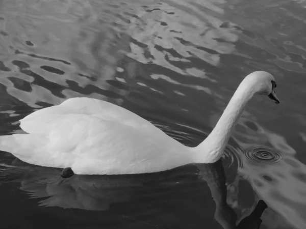 Enchanted White Swan Swims Large Lake Also Poses Cool Camera — Stock Photo, Image