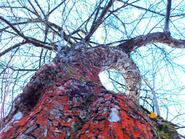 Uma Bela Árvore Emocional Cores Diferentes Sombra Nele Simplesmente Incrível — Fotografia de Stock