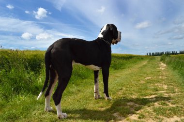 Bir Danua köpek doğurmak