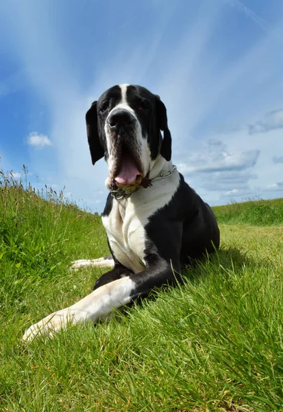 Een ras van de hond Great Dane — Stockfoto