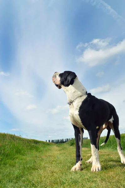 Een ras van de hond Great Dane — Stockfoto
