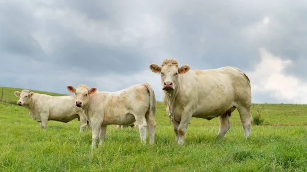 Une vache et son veau — Photo