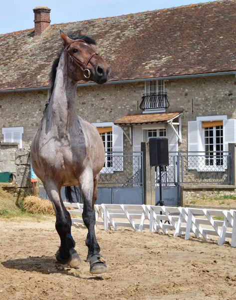 Un caballo galopando — Foto de Stock