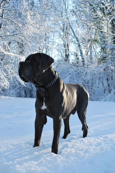 Een grote grijze Duitse Dog — Stockfoto