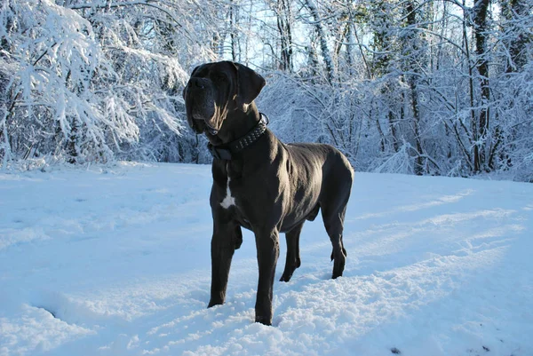 Een grote grijze Duitse Dog — Stockfoto