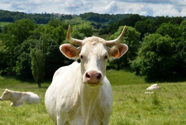 Kırsal kesimde yeşil arazide Charolais inek.