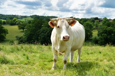 Kırsal kesimde yeşil arazide Charolais inek.