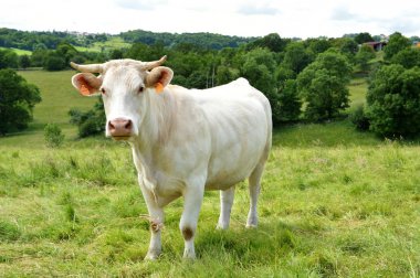 Kırsal kesimde yeşil arazide Charolais inek.