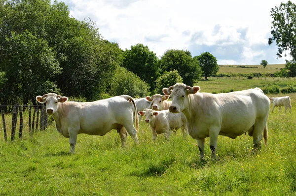 Troupeau Vache Charolaise Avec Petit Veau Dans Pâturage Verdoyant Campagne — Photo