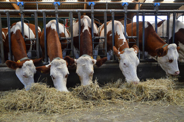 Dairy cows in stables, who eat hay.