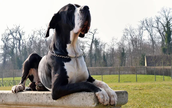 Beautiful Great Dane Dog Lay Stone Bench — Stock Photo, Image