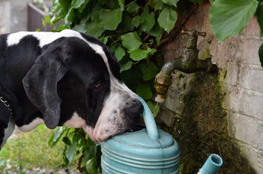 Danua doğurmak bir köpek içecekler içinde kaynak suyu ile dolu bir sulama olabilir.