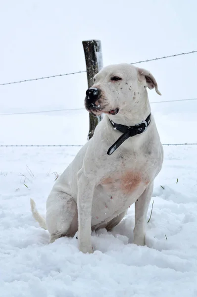 Een Mastiff Hond Fokken Dogo Argentino Onder Sneeuw Winter — Stockfoto