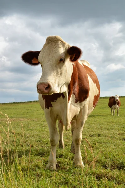 Une Vache Laitière Dans Pâturage Vert Une Vache Race Montbéliarde — Photo