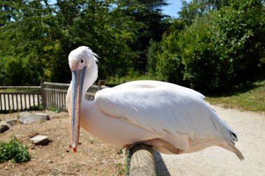 Güzel ve büyük beyaz bir kuş, pelikan tipi. Bu büyük bir su kuşu..