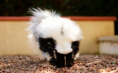 Beautiful wild skunk digging a hole to hunting clipart