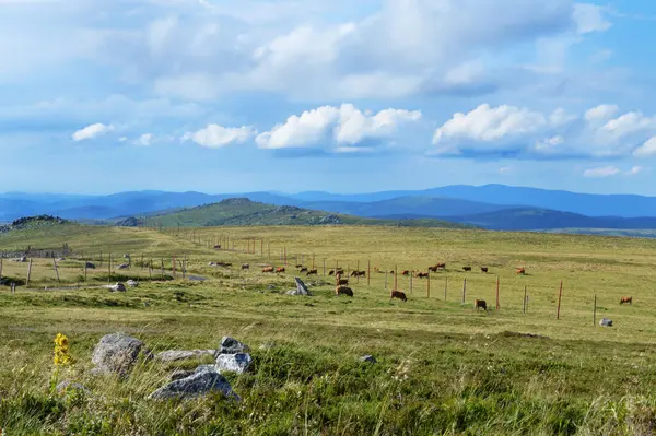 Magnífica Vista Del Paisaje Montaña Cima Con Una Manada Vacas — Foto de Stock
