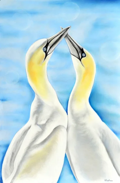 Beautiful Art Drawing Gannet Birds — Stock Photo, Image