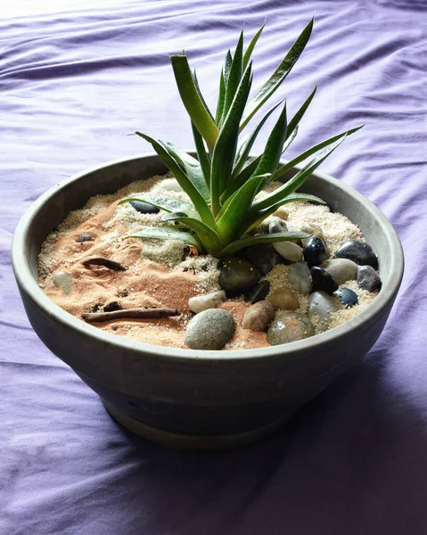 Aloe Vera Earthen Flower Pot Medicinal Plant Comsetic Plant — Stock Photo, Image